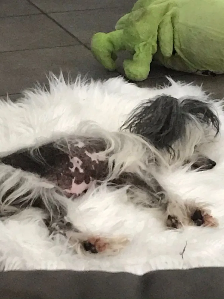 Local yard maintenance in Orlando, FL by Pink Cut’s Lawn Service