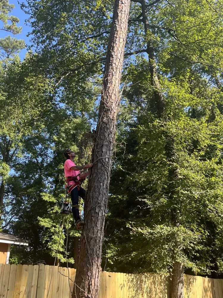 Local residential landscaping in Columbia, SC by Pink Pelican Tree Service & Landscaping