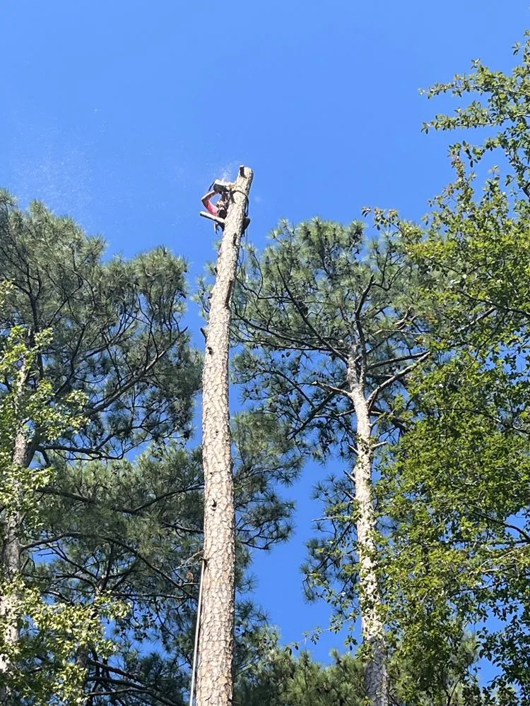 Affordable landscape installation in Columbia, SC by Pink Pelican Tree Service & Landscaping