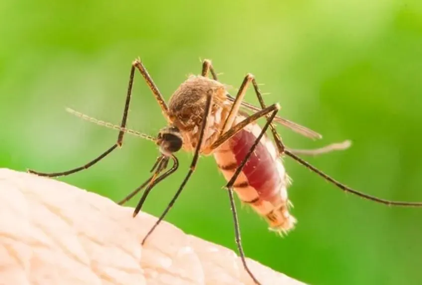 Expert landscaping services in Foley, AL - Pink Star Pest & Lawn