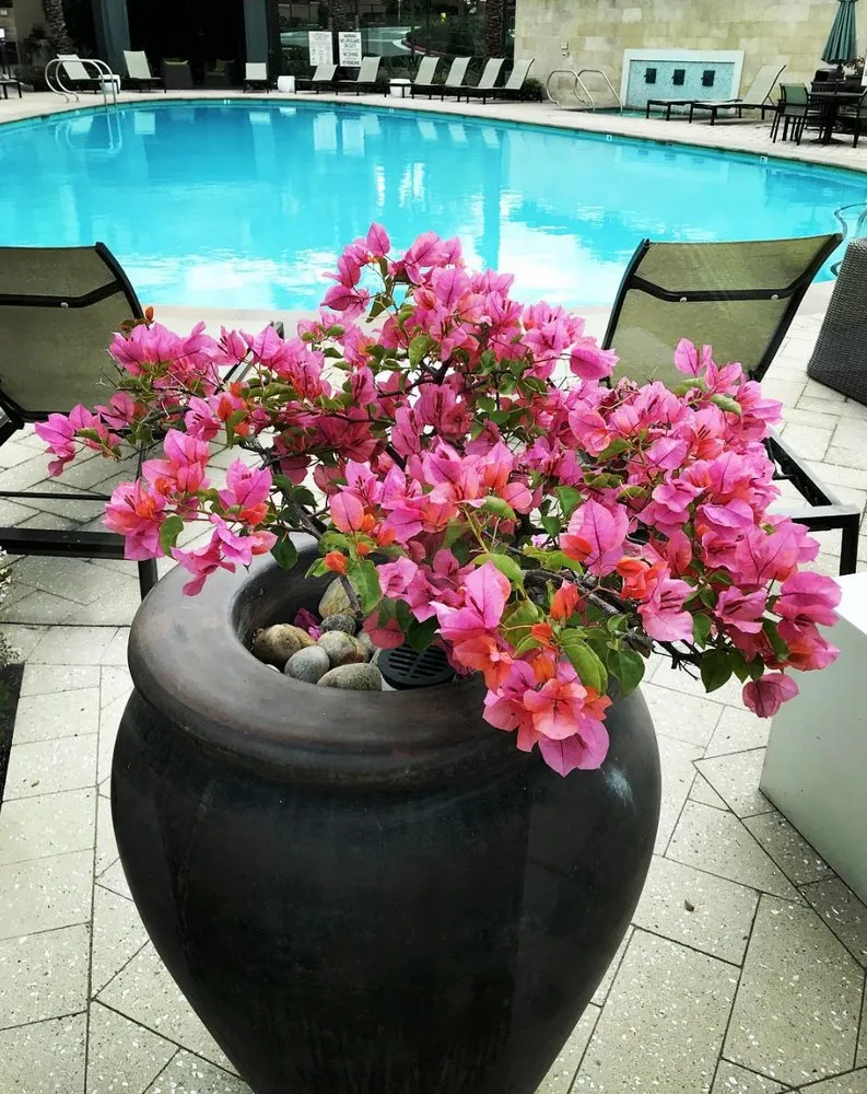 Reliable landscape installation for year-round maintenance across Santa Ana, CA - Pinnacle Landscape Management