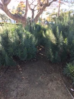 Reliable outdoor landscaping in Santa Ana, CA by Pinnacle Landscape Management