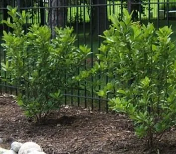 Expert outdoor landscaping for beautiful yards in Stanley, KS by Pinnacle Lawn Care