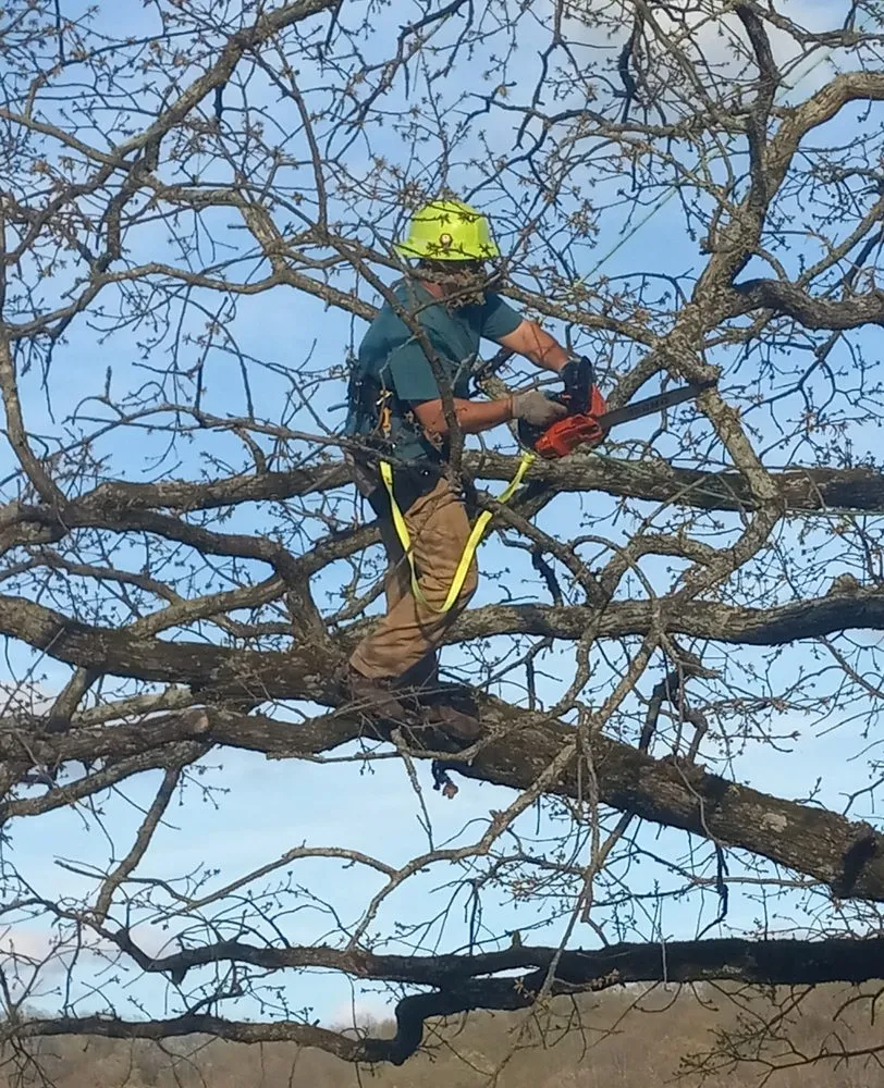 Top-rated lawn care service for homes across Ravenden Springs, AR - Pinner Landscaping And Tree Care
