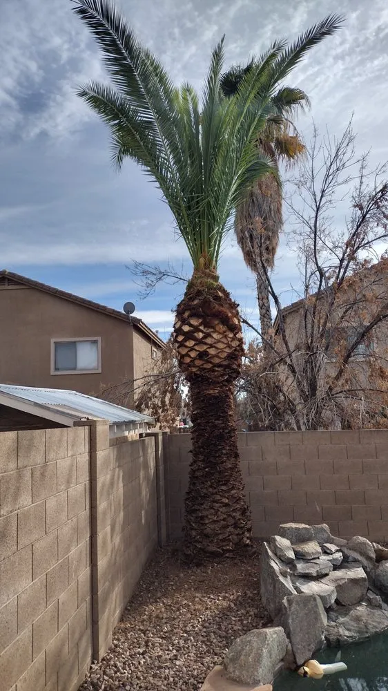 Expert residential landscaping for homes across San Tan Valley, AZ - Pino Land Care