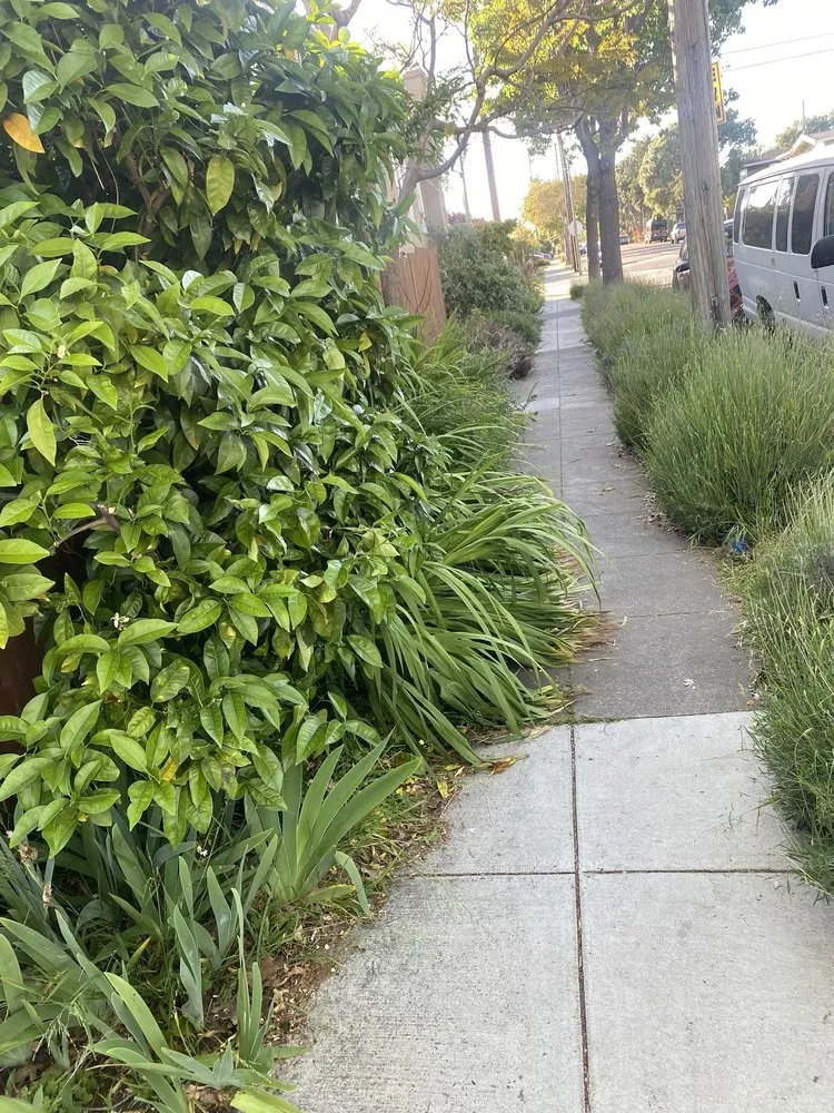 Affordable yard maintenance experts serving Oakland, CA - Pinos Gardening Services