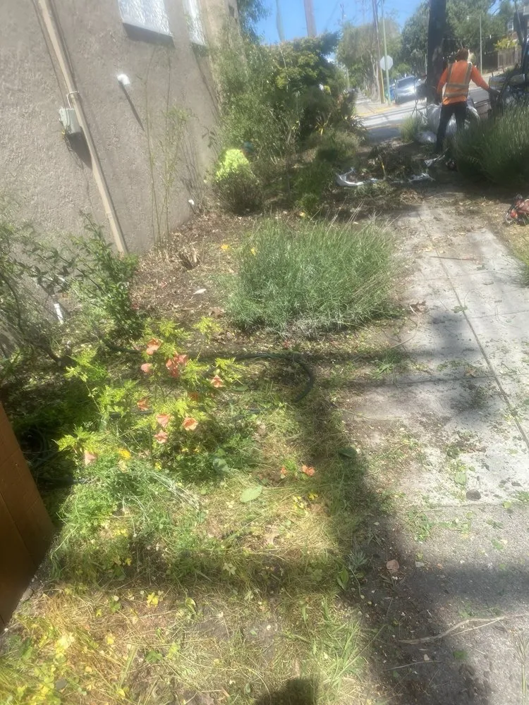 Custom yard cleanup service in Oakland, CA by Pinos Gardening Services