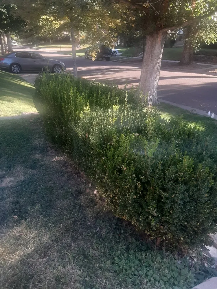 Reliable landscape design for residential properties in Commerce City, CO by Pio lawn care