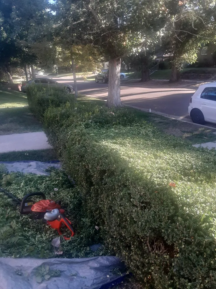 Trusted lawn care service in Commerce City, CO by Pio lawn care
