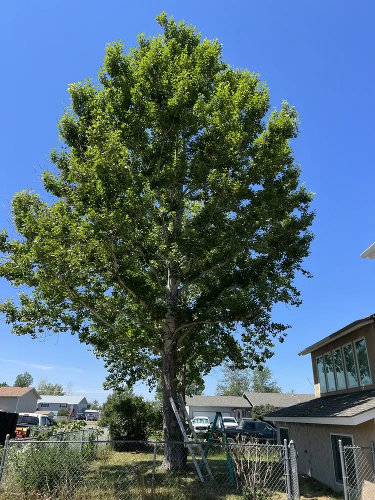 Expert yard cleanup service experts serving Columbia Falls, MT - Pioneer Lawn Care