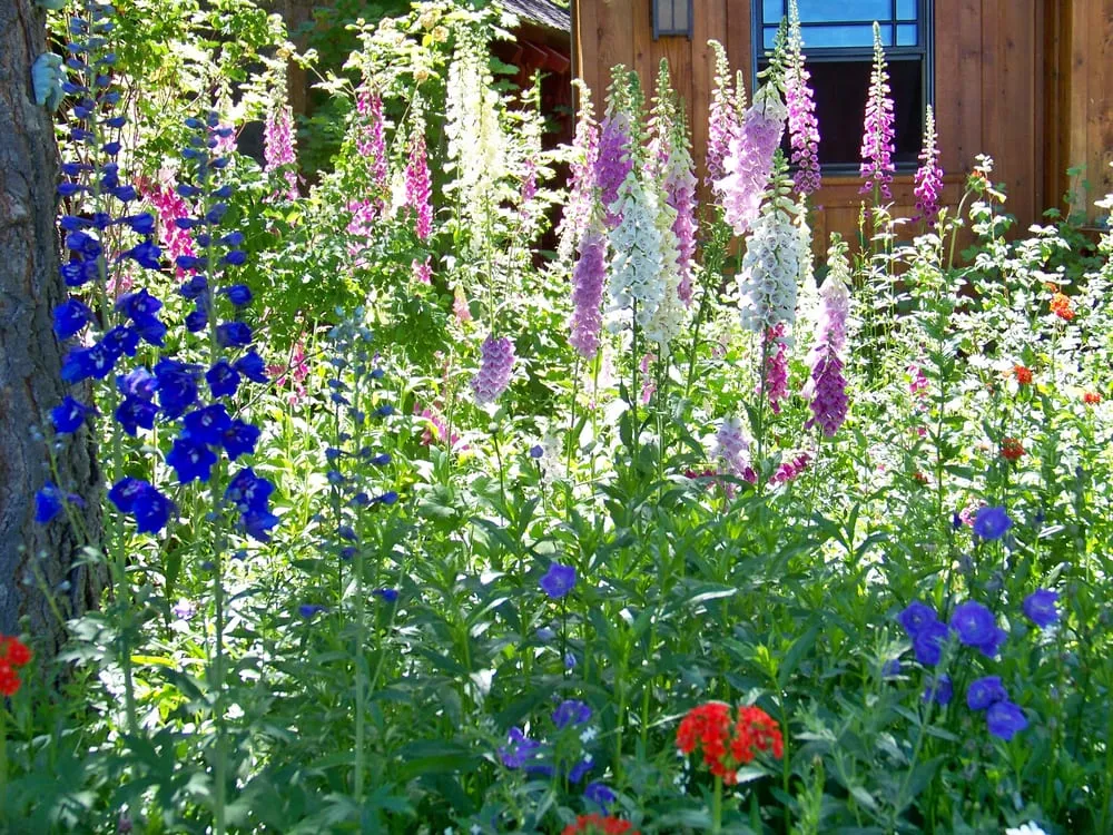 Professional lawn care service for year-round maintenance across Tahoe City, CA - Pioneer Maintenance