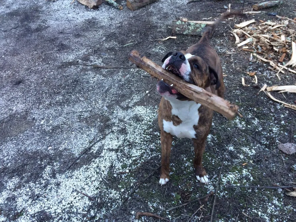 Local yard cleanup service in Dartmouth, MA - Pioneer Tree And Landscape Service