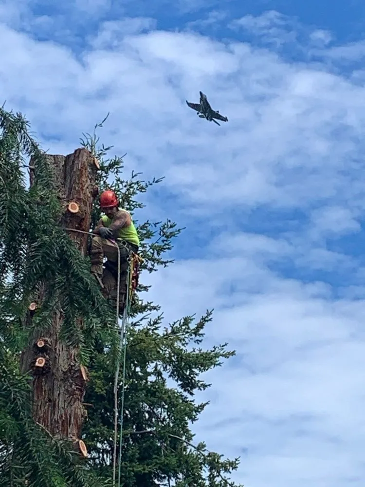 Expert landscape installation in Oak Harbor, WA - Pioneer Tree Service & Landscaping