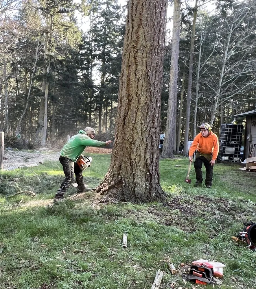 Top-rated landscape installation for year-round maintenance across Oak Harbor, WA - Pioneer Tree Service & Landscaping
