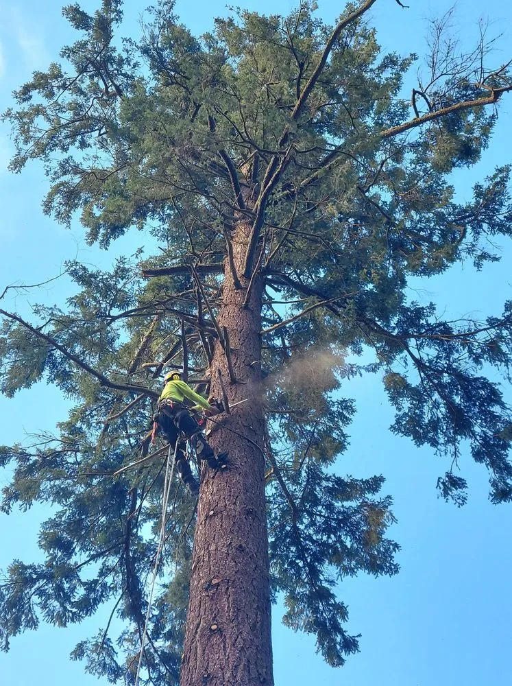 Top-rated yard maintenance for beautiful yards across Oak Harbor, WA - Pioneer Tree Service & Landscaping