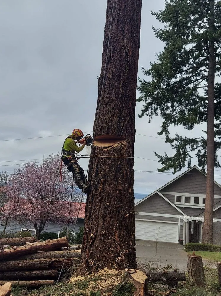 Professional residential landscaping for year-round maintenance across Oak Harbor, WA - Pioneer Tree Service & Landscaping