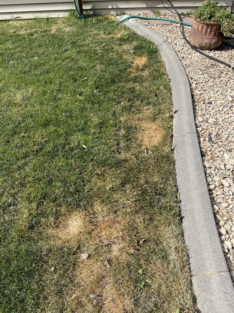 Reliable yard cleanup service in Pasco, WA - Pipo's Lawn Care