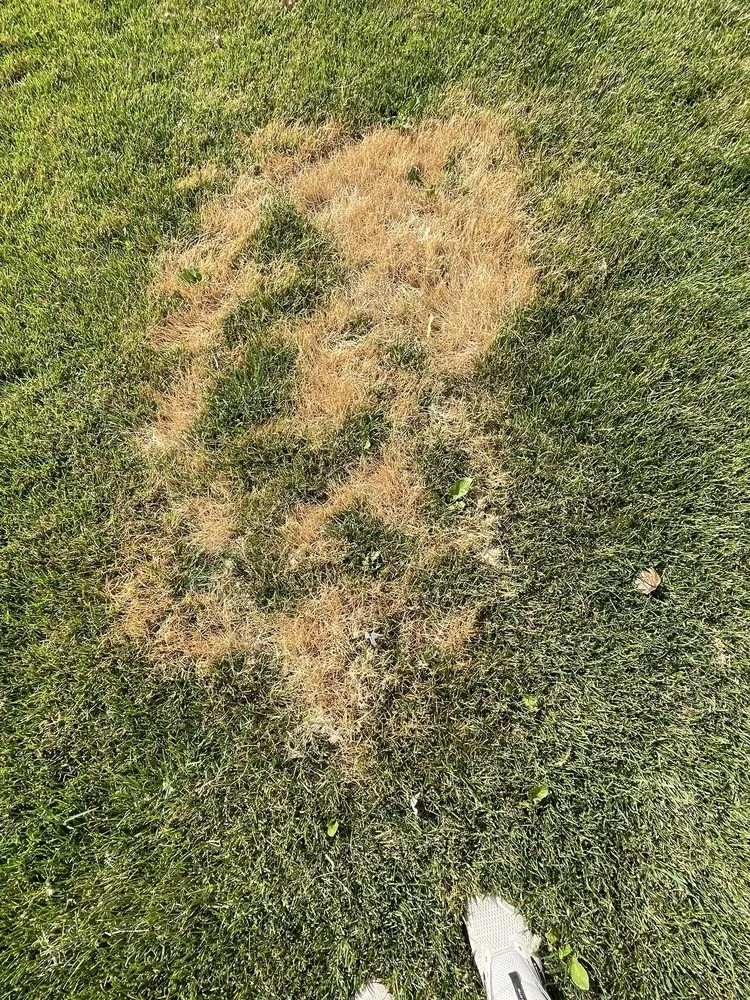 Expert lawn care service experts serving Pasco, WA - Pipo's Lawn Care