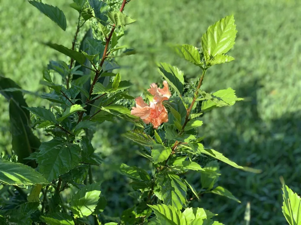 Trusted landscaping services for homes across Apollo Beach, FL - Pirate’s Cove Lawn Maintenance
