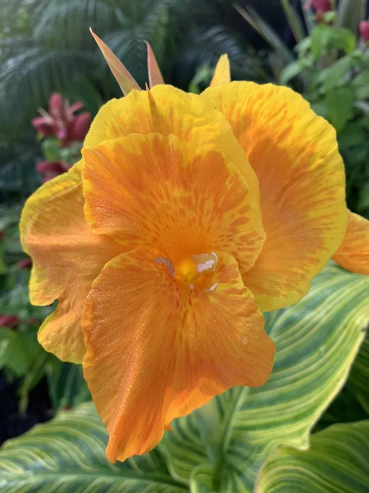 Affordable lawn care service in Apollo Beach, FL by Pirate’s Cove Lawn Maintenance