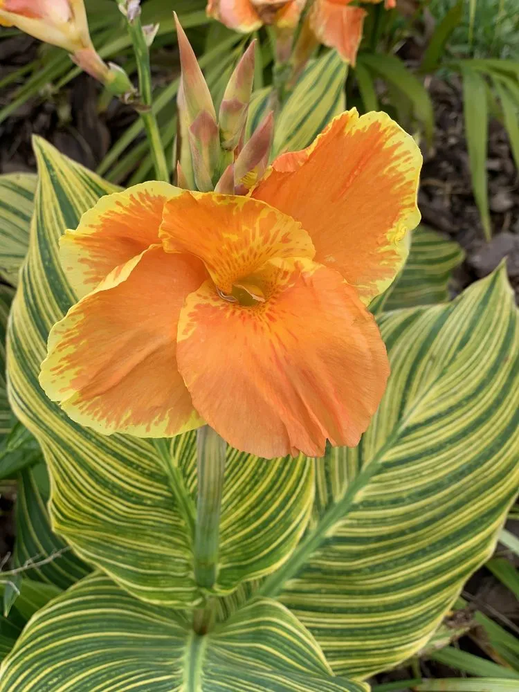 Trusted yard maintenance in Apollo Beach, FL - Pirate’s Cove Lawn Maintenance