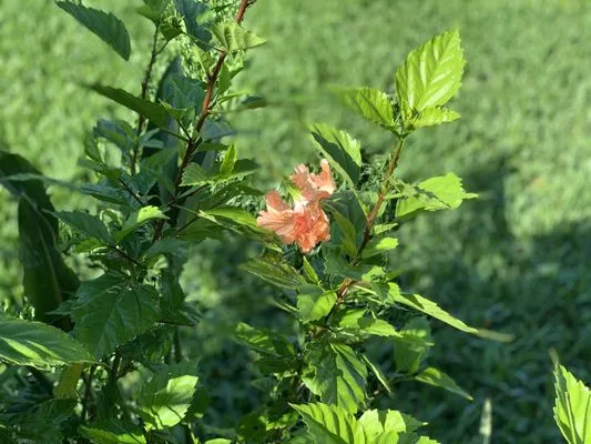 Pirate’s Cove Lawn Maintenance