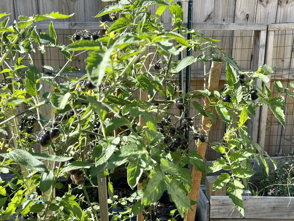 Professional yard cleanup service for outdoor upgrades across Trenton, NJ - Pires Unlimited