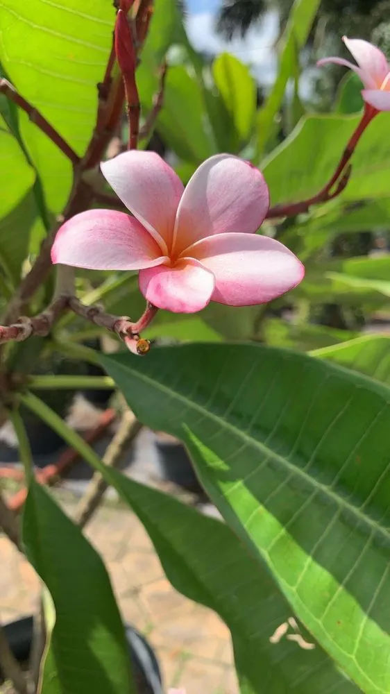 Local garden landscaping in Hialeah, FL by Piri Nursery and Landscaping