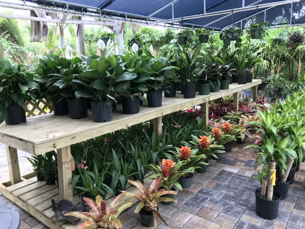 Professional residential landscaping for homes in Hialeah, FL by Piri Nursery and Landscaping