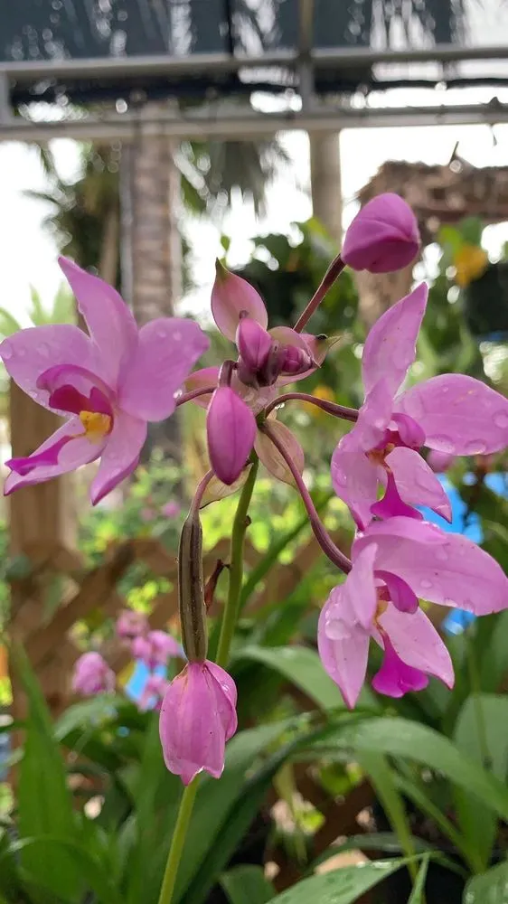 Affordable yard cleanup service in Hialeah, FL - Piri Nursery and Landscaping