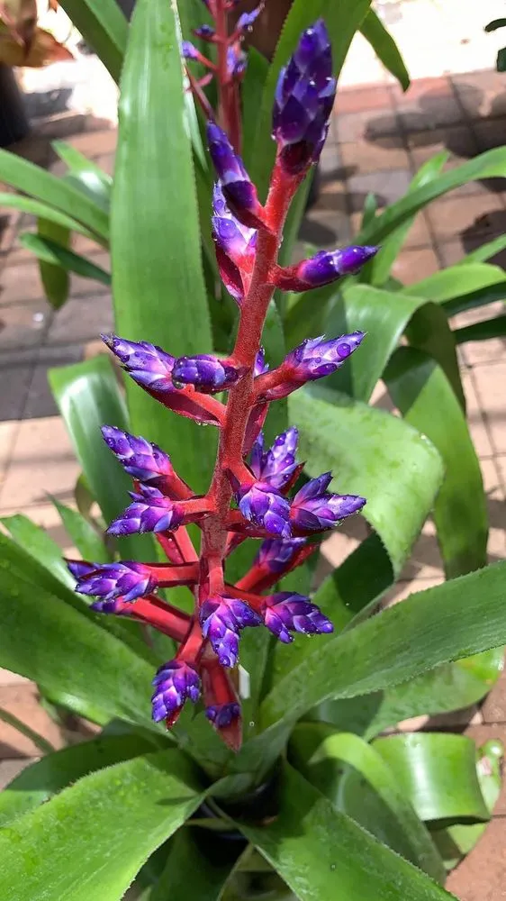 Reliable yard cleanup service in Hialeah, FL - Piri Nursery and Landscaping