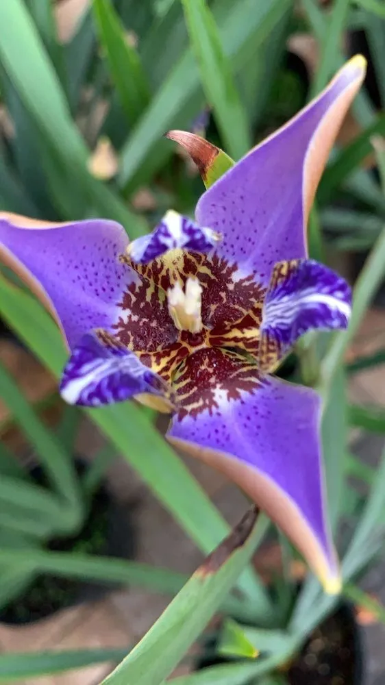 Local landscape design experts serving Hialeah, FL - Piri Nursery and Landscaping