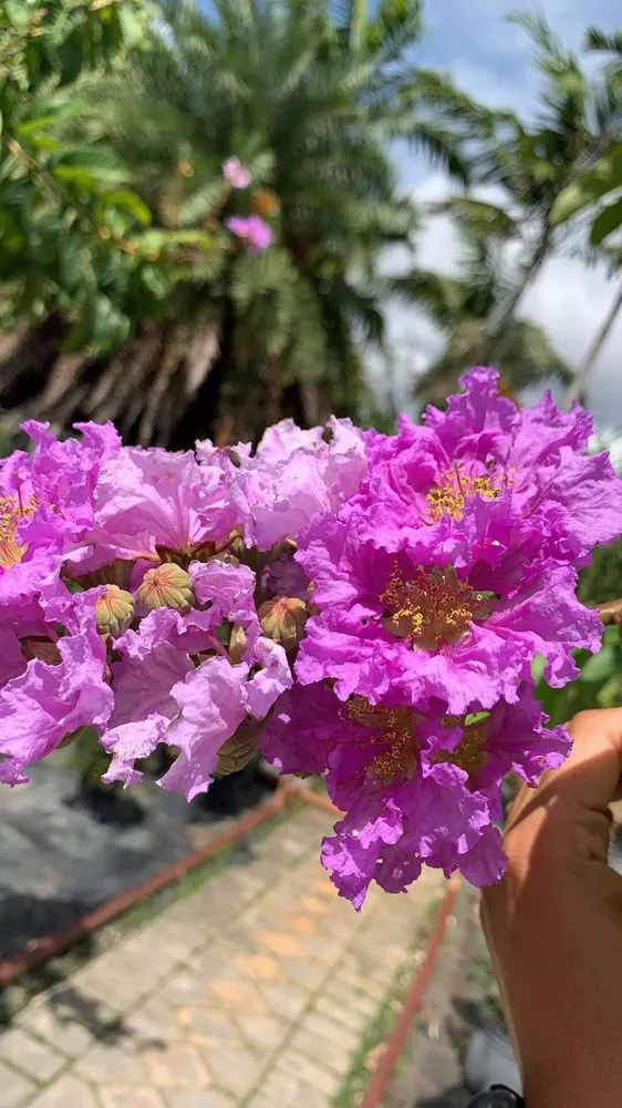 Professional landscape installation for year-round maintenance across Hialeah, FL - Piri Nursery and Landscaping