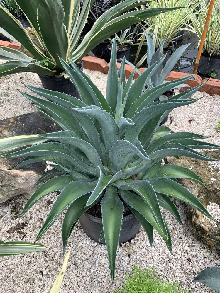 Local residential landscaping in Hialeah, FL by Piri Nursery and Landscaping