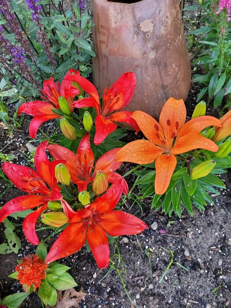 Trusted residential landscaping with custom design across Yarmouth, MA - Pisano’s Pro Property Services