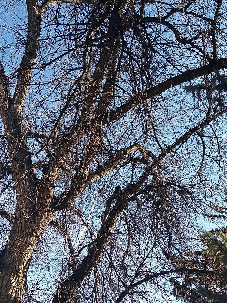 Top-rated lawn care service for residential properties across Denver, CO - Pit Bull Tree & Landscaping Services