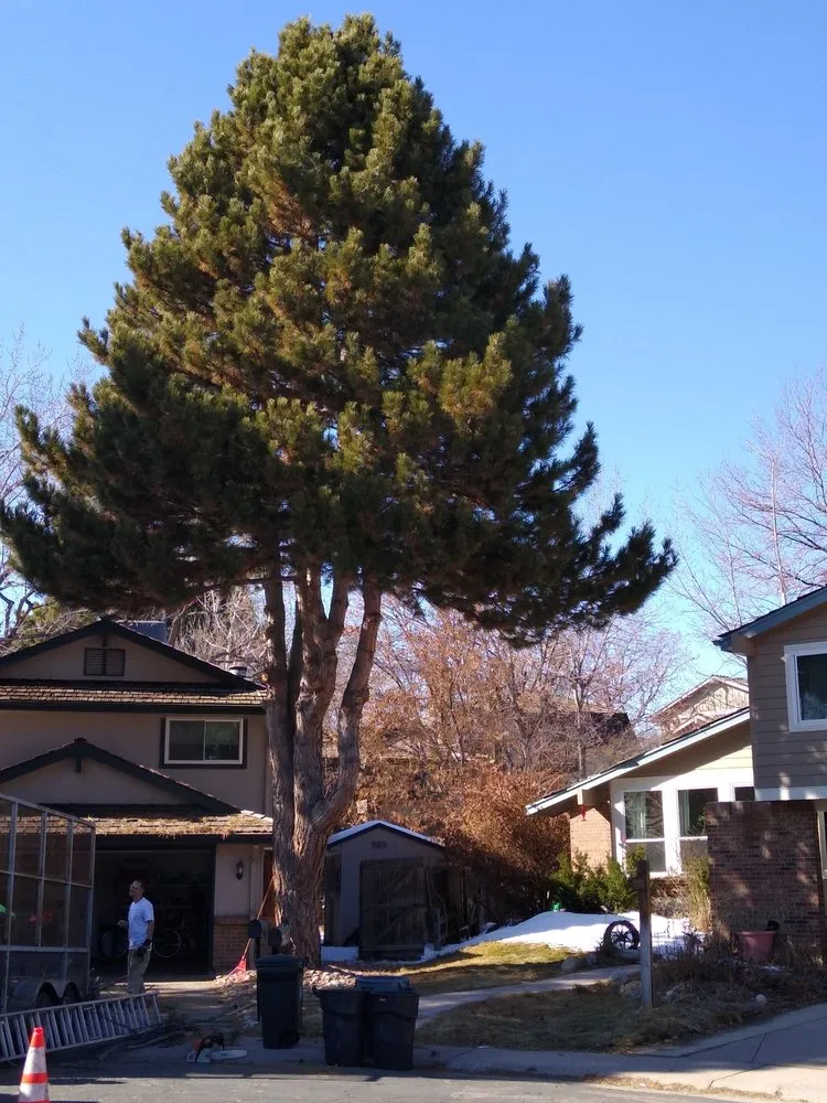 Affordable yard cleanup service experts serving Denver, CO - Pit Bull Tree & Landscaping Services