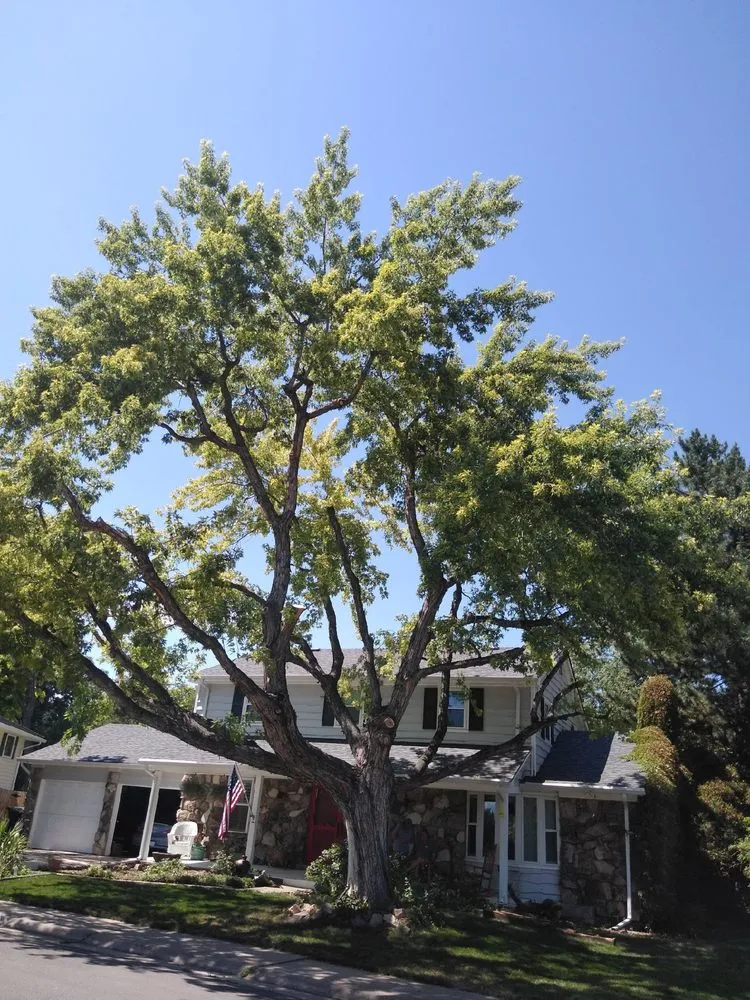 Trusted landscape design in Denver, CO - Pit Bull Tree & Landscaping Services