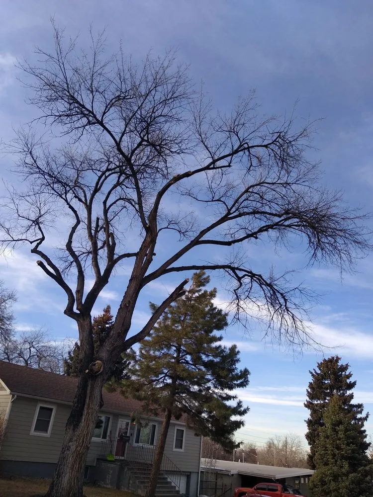 Custom landscape design experts serving Denver, CO - Pit Bull Tree & Landscaping Services