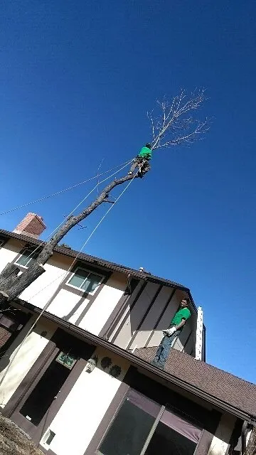 Trusted lawn mowing service in Denver, CO by Pit Bull Tree & Landscaping Services