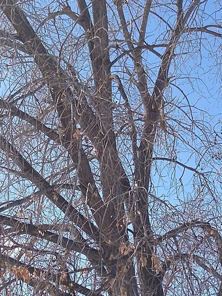 Custom landscape installation experts serving Denver, CO - Pit Bull Tree & Landscaping Services