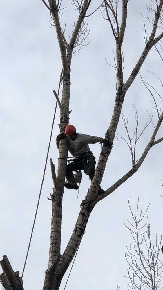 Affordable lawn care service in Denver, CO - Pit Bull Tree & Landscaping Services