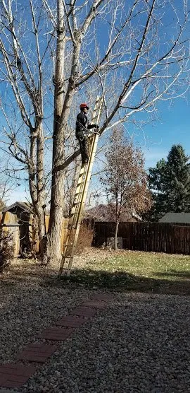 Affordable garden landscaping near you in Denver, CO by Pit Bull Tree & Landscaping Services