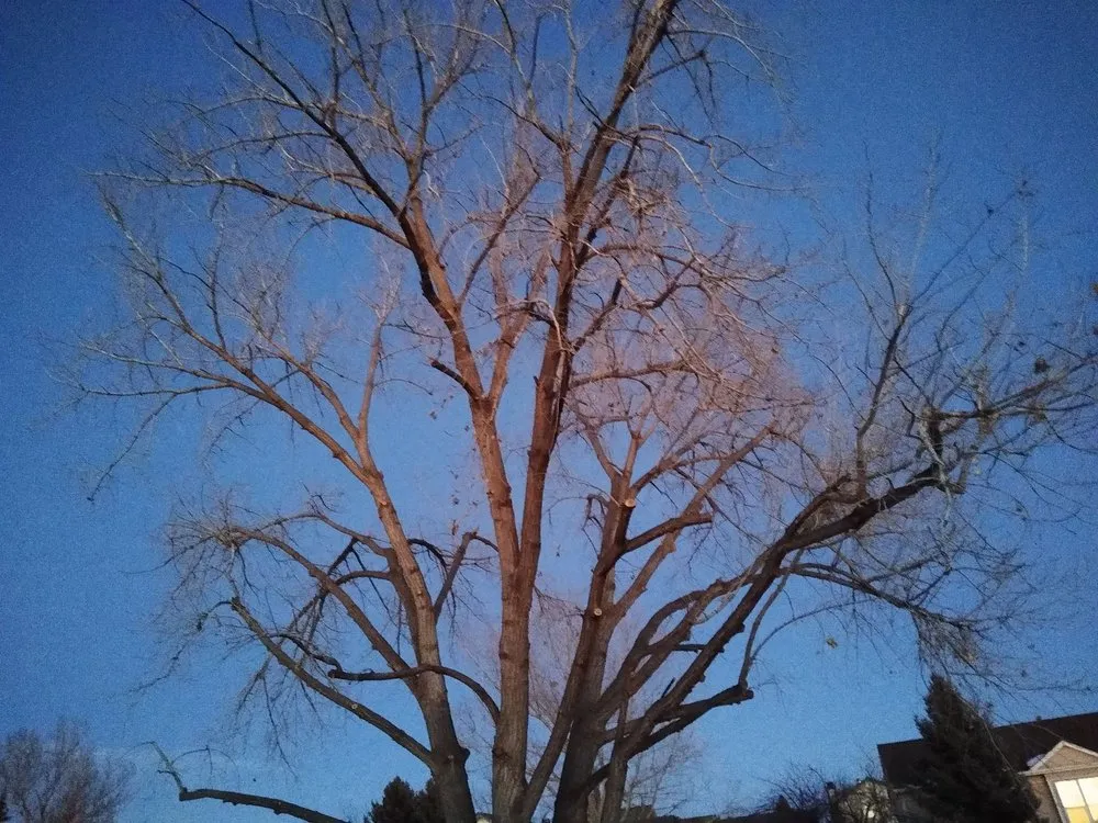 Custom yard cleanup service in Denver, CO by Pit Bull Tree & Landscaping Services