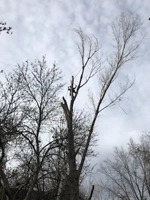 Pit Bull Tree & Landscaping Services Logo