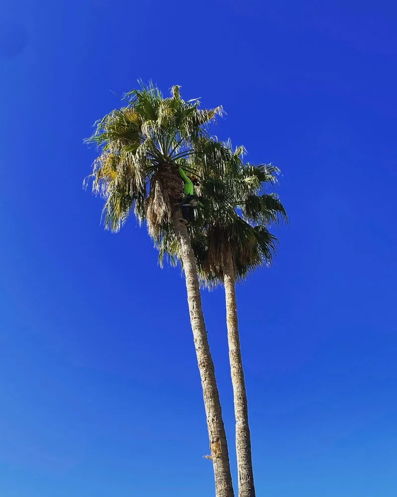 Expert yard maintenance experts serving Chandler, AZ - Pit’s Scape