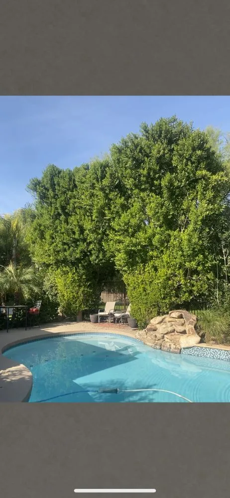 Custom yard maintenance for residential properties in Chandler, AZ by Pit’s Scape