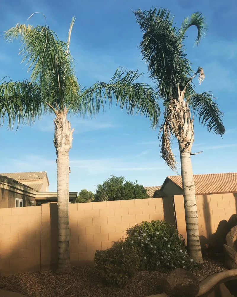 Trusted landscape design in Chandler, AZ by Pit’s Scape