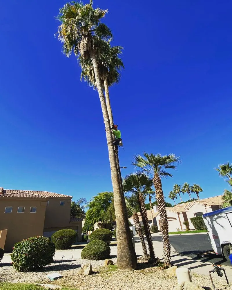 Trusted residential landscaping in Chandler, AZ - Pit’s Scape