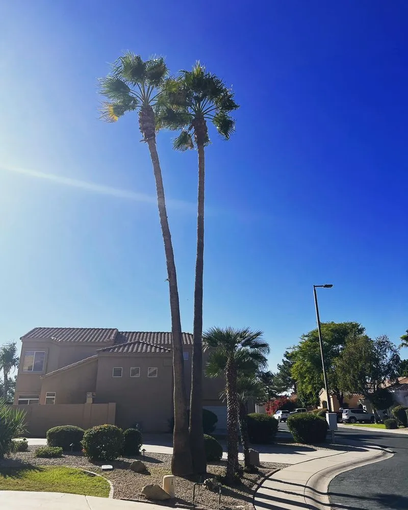 Trusted garden landscaping experts serving Chandler, AZ - Pit’s Scape